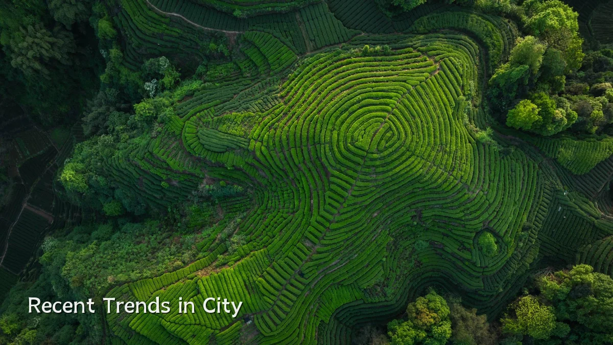 Recent Trends in City