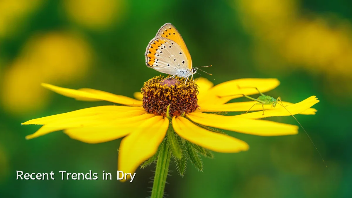 Recent Trends in Dry